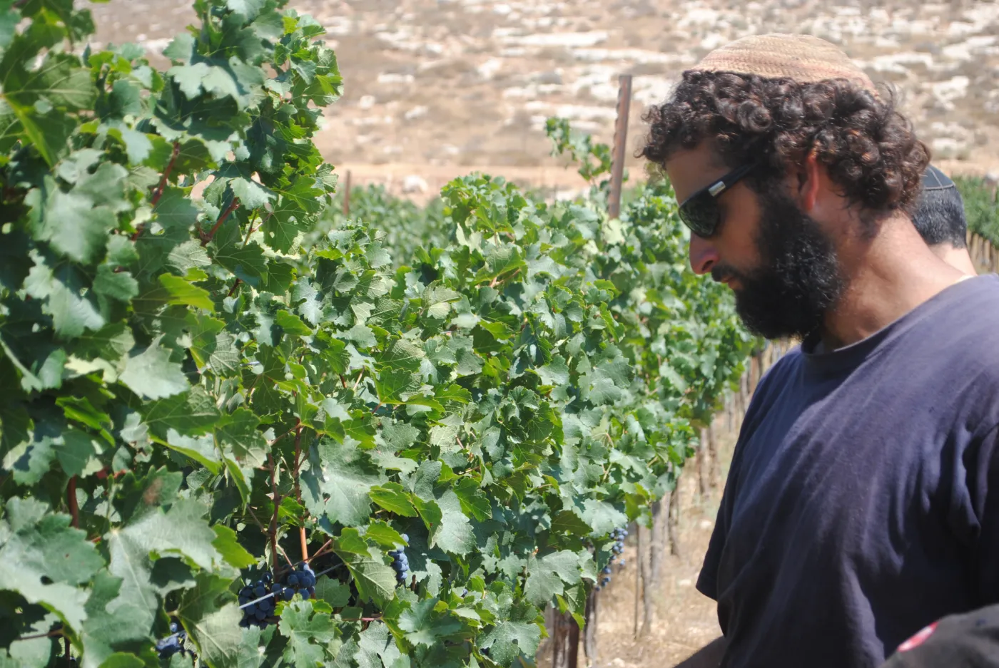 תמונה של תומר בעל הכרם והיקב בגפנים מהכרם של יקב תום