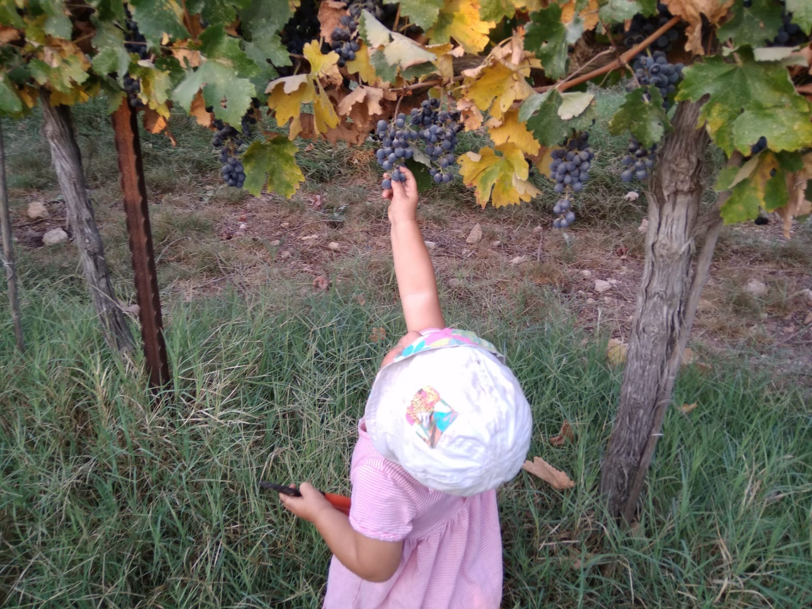 לדה קוטפת אשכול ענבים בכרם יקב תום – חוויית בציר משפחתית